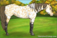 Horse Color:Buckskin Sabino Near Leopard 