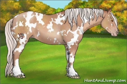 Horse Color:White Spotted Silver Classic Champagne 