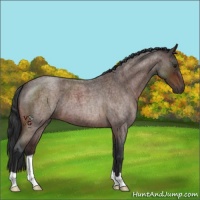 Horse Color:Brown Roan 