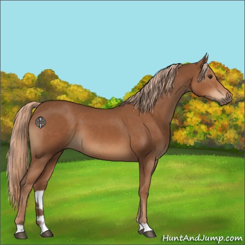 Horse Color:Chestnut 