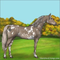 Horse Color:White Spotted Silver Grullo 