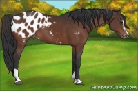 Horse Color:Bay Sabino Appaloosa 