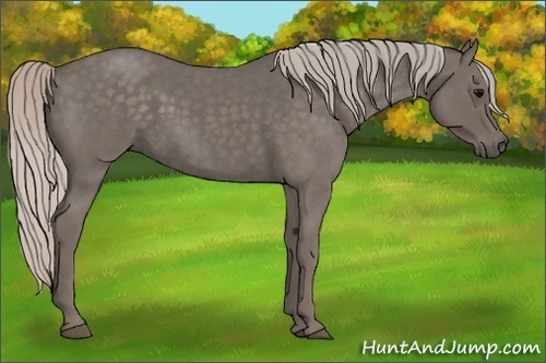 Horse Color:Silver Blue Roan 