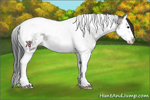 Horse Color:Grullo Sabino Splash Tobiano Rabicano