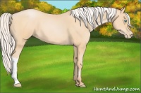 Horse Color:Silver Buckskin Pearl 
