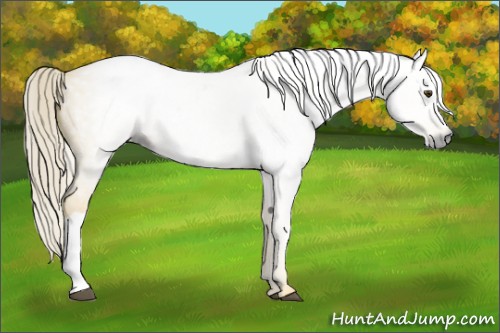 Horse Color:Gray Palomino Roan 