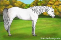 Horse Color:Gray Bay 