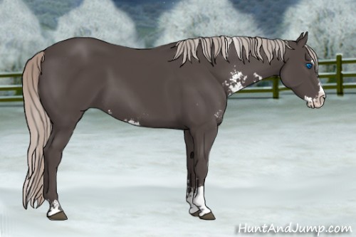 Horse Color:Silver Black Sabino Splash Rabicano 