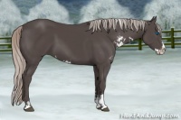 Horse Color:Silver Black Sabino Splash Rabicano 