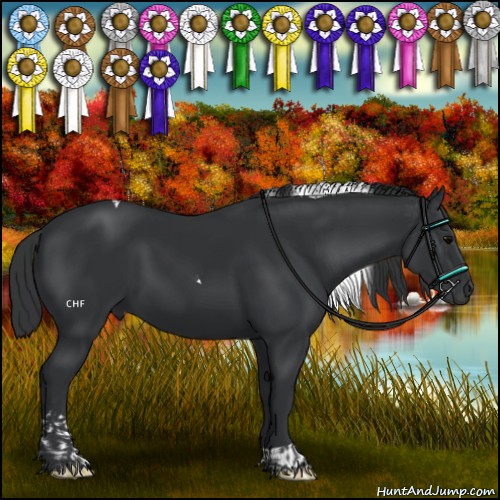 Horse Color:Black Tobiano 