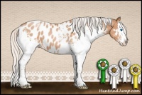 Horse Color:White Spotted Silver Bay Pearl Sabino Splash Near Leopard Rabicano 