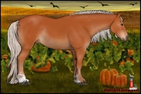 Horse Color:Silver Brown Sabino Rabicano 