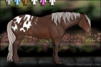 Horse Color:Silver Brown Appaloosa 