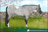 Horse Color:Grullo Roan Tobiano