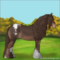 Horse Color:Liver Chestnut Tobiano Appaloosa