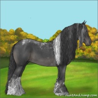 Horse Color:Blue Roan Tobiano
