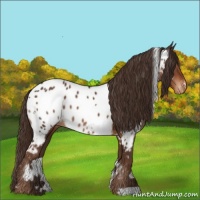 Horse Color:White Spotted Liver Chestnut Appaloosa 