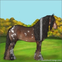 Horse Color:White Spotted Liver Chestnut