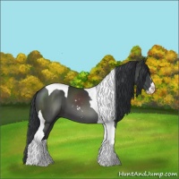 Horse Color:Black Sabino Tobiano 