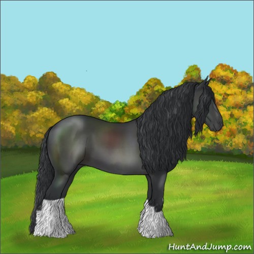 Horse Color:Black 