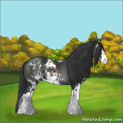 Horse Color:Black Sabino 