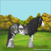 Horse Color:Black Sabino