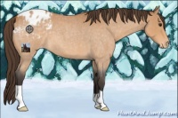 Horse Color:Buckskin Roan Blanket 