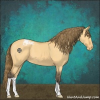 Horse Color:Buckskin Dun Appaloosa
