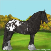 Horse Color:Liver Chestnut Appaloosa 