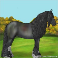 Horse Color:Black 
