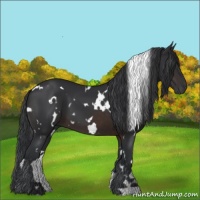Horse Color:White Spotted Brown 