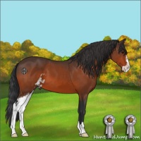 Horse Color:Bay Sabino 
