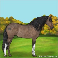 Horse Color:Unknown 