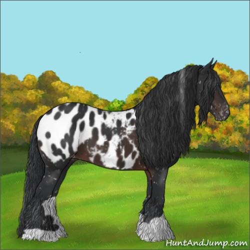 Horse Color:Brown Appaloosa 