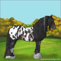 Horse Color:Brown Appaloosa 