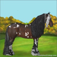 Horse Color:White Spotted Brown 