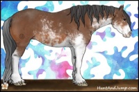 Horse Color:Bay Sabino 