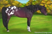 Horse Color:Brown Appaloosa 