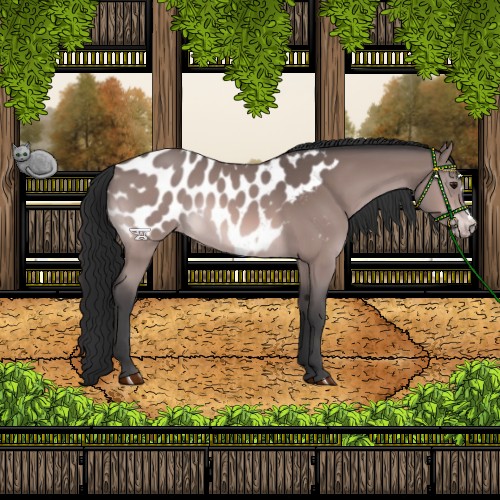 Horse Color:Platinum Brown Appaloosa 