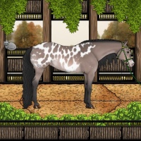 Horse Color:Platinum Brown Appaloosa 