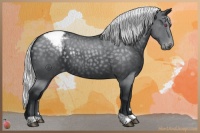 Horse Color:Silver Black Chinchilla Appaloosa