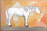 Horse Color:Silver Bay Chinchilla Pearl Tobiano Appaloosa 