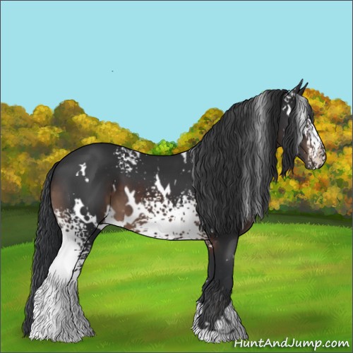 Horse Color:White Spotted Brown 