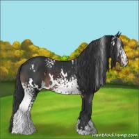 Horse Color:White Spotted Brown 