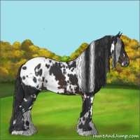 Horse Color:White Spotted Brown Blanket