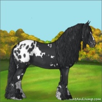 Horse Color:White Spotted Black Sabino Blanket 
