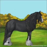 Horse Color:Black Sabino