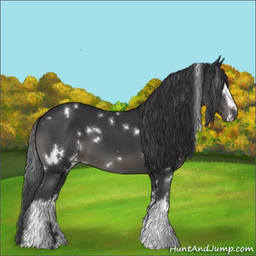 Horse Color:White Spotted Black