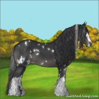 Horse Color:White Spotted Black 