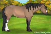 Horse Color:Unknown 